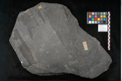 Foto (Objekt + Etikett) von Sigillaria subrotunda Brongniart (NHMW-GEO-2024-0188-11235)